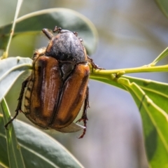 Chondropyga gulosa (Highland cowboy beetle) at Bimberi Nature Reserve - 17 Feb 2023 by SWishart