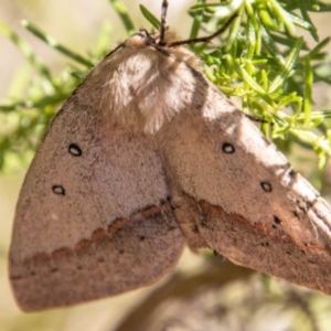 Anthela nicothoe at Cotter River, ACT - 17 Feb 2023