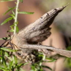 Anthela nicothoe at Cotter River, ACT - 17 Feb 2023 02:35 PM