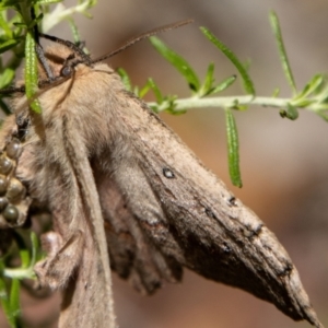 Anthela nicothoe at Cotter River, ACT - 17 Feb 2023 02:35 PM