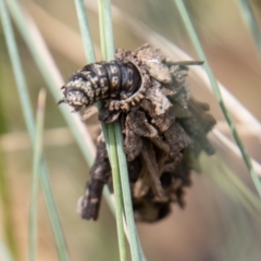 Hyalarcta huebneri (Leafy Case Moth) at Cotter River, ACT - 17 Feb 2023 by SWishart