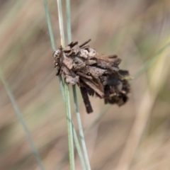 Hyalarcta huebneri at Cotter River, ACT - 17 Feb 2023