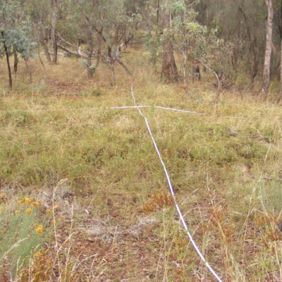 Rutidosis leptorhynchoides (Button Wrinklewort) at Red Hill Nature Reserve - 21 Feb 2023 by MichaelMulvaney