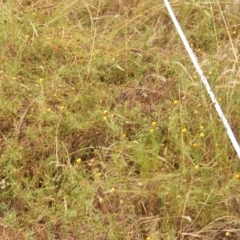 Rutidosis leptorhynchoides at Red Hill, ACT - 21 Feb 2023