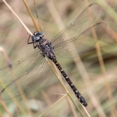 Austroaeschna multipunctata (Multi-spotted Darner) at Namadgi National Park - 17 Feb 2023 by SWishart