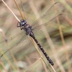 Austroaeschna multipunctata (Multi-spotted Darner) at Cotter River, ACT - 17 Feb 2023 by SWishart