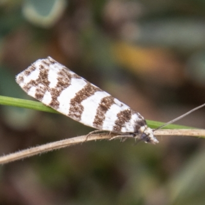 Technitis amoenana (A tortrix or leafroller moth) at Namadgi National Park - 17 Feb 2023 by SWishart