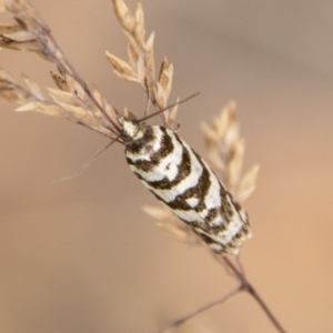 Technitis amoenana at Cotter River, ACT - 17 Feb 2023 11:52 AM