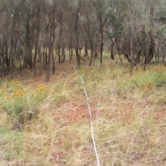 Rutidosis leptorhynchoides (Button Wrinklewort) at Red Hill Nature Reserve - 21 Feb 2023 by MichaelMulvaney