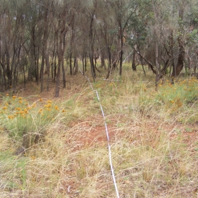Rutidosis leptorhynchoides (Button Wrinklewort) at Red Hill, ACT - 21 Feb 2023 by MichaelMulvaney