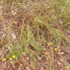 Rutidosis leptorhynchoides at Red Hill, ACT - 21 Feb 2023