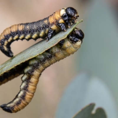 Xyloperga sp. (genus) (Sawfly, Spitfire) at Namadgi National Park - 17 Feb 2023 by SWishart