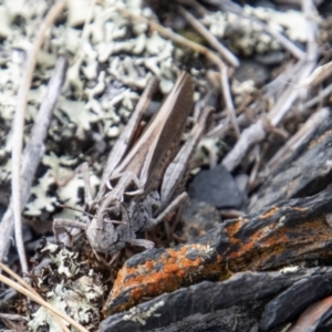 Austroicetes pusilla at Cotter River, ACT - 17 Feb 2023