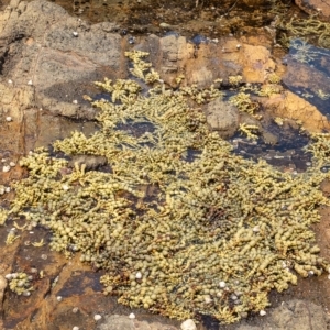 Hormosira banksii at Lake Illawarra, NSW - 21 Feb 2023