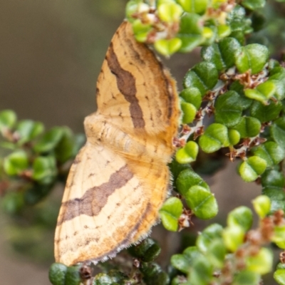 Chrysolarentia polyxantha (Yellow Carpet Moth) at Cotter River, ACT - 17 Feb 2023 by SWishart