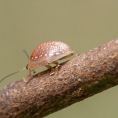 Paropsisterna decolorata (A Eucalyptus leaf beetle) at Cotter River, ACT - 17 Feb 2023 by SWishart