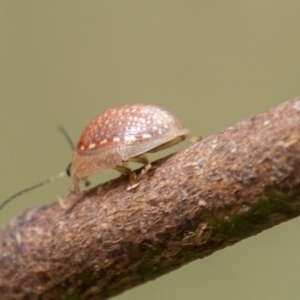 Paropsisterna decolorata at Cotter River, ACT - 17 Feb 2023