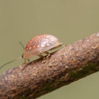 Paropsisterna decolorata (A Eucalyptus leaf beetle) at Namadgi National Park - 17 Feb 2023 by SWishart