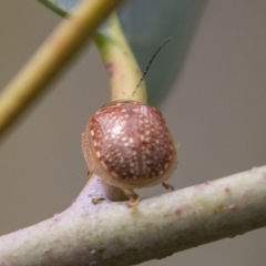 Paropsisterna decolorata at Cotter River, ACT - 17 Feb 2023 11:02 AM