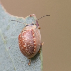 Paropsisterna decolorata at Cotter River, ACT - 17 Feb 2023 11:02 AM