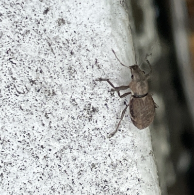 Naupactus cervinus (Fuller's rose weevil) at Canberra, ACT - 22 Feb 2023 by Hejor1