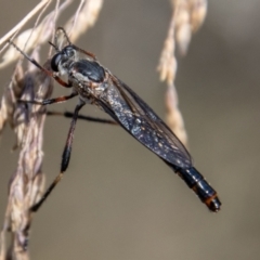 Neosaropogon sp. (genus) (A robber fly) at Namadgi National Park - 16 Feb 2023 by SWishart