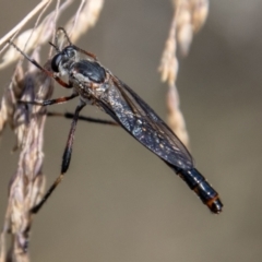 Neosaropogon sp. (genus) (A robber fly) at Cotter River, ACT - 17 Feb 2023 by SWishart