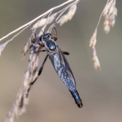 Neosaropogon sp. (genus) at Cotter River, ACT - 17 Feb 2023 10:29 AM