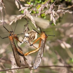Harpobittacus sp. (genus) (Hangingfly) at Namadgi National Park - 16 Feb 2023 by SWishart
