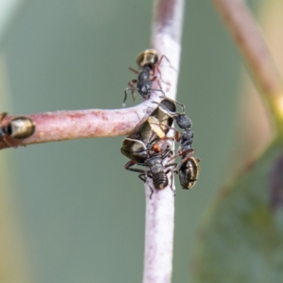 Eurymeloides bicincta (Gumtree hopper) at Cotter River, ACT - 17 Feb 2023 by SWishart