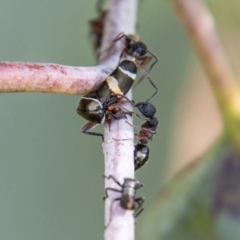 Eurymeloides bicincta at Cotter River, ACT - 17 Feb 2023