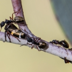 Eurymeloides bicincta at Cotter River, ACT - 17 Feb 2023