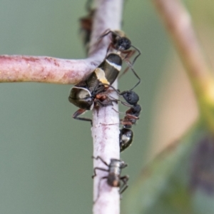 Dolichoderus scabridus at Cotter River, ACT - 17 Feb 2023