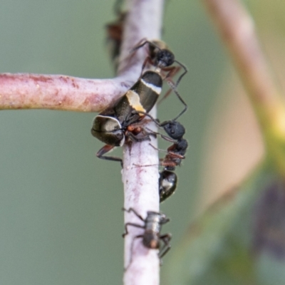 Dolichoderus scabridus (Dolly ant) at Cotter River, ACT - 16 Feb 2023 by SWishart