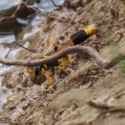 Sceliphron laetum (Common mud dauber wasp) at Watson Green Space - 21 Feb 2023 by RodDeb