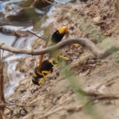 Sceliphron laetum at Watson, ACT - 21 Feb 2023