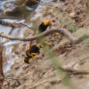 Sceliphron laetum at Watson, ACT - 21 Feb 2023 11:29 AM