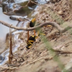 Sceliphron laetum at Watson, ACT - 21 Feb 2023 11:29 AM