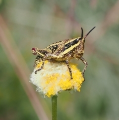 Monistria concinna at Cotter River, ACT - 17 Feb 2023