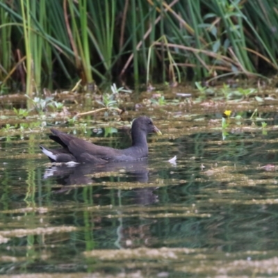 Gallinula tenebrosa (Dusky Moorhen) at Watson Green Space - 21 Feb 2023 by RodDeb