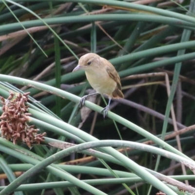 Acrocephalus australis (Australian Reed-Warbler) at Watson, ACT - 21 Feb 2023 by RodDeb