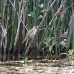 Acrocephalus australis at Watson, ACT - 21 Feb 2023