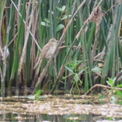 Acrocephalus australis at Watson, ACT - 21 Feb 2023