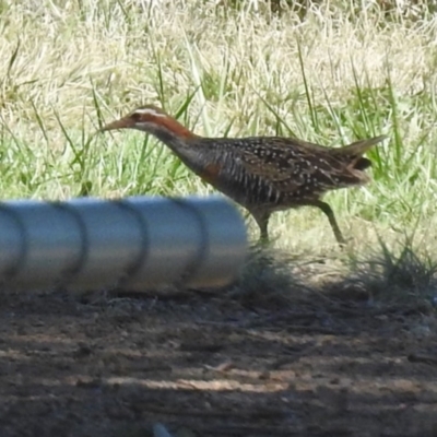 Gallirallus philippensis (Buff-banded Rail) at Watson Green Space - 21 Feb 2023 by RodDeb