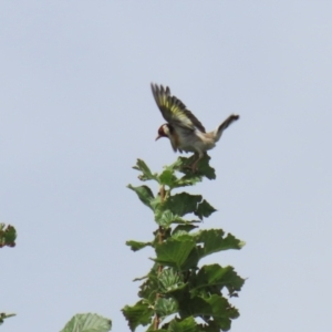 Carduelis carduelis at Jerrabomberra, NSW - 22 Feb 2023