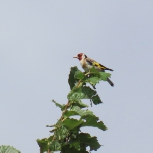 Carduelis carduelis at Jerrabomberra, NSW - 22 Feb 2023