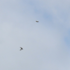 Carduelis carduelis at Jerrabomberra, NSW - 22 Feb 2023