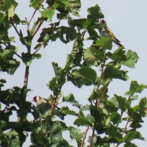 Carduelis carduelis at Jerrabomberra, NSW - 22 Feb 2023