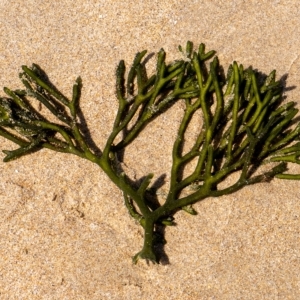 Codium fragile at Lake Illawarra, NSW - 21 Feb 2023 02:19 PM