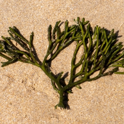 Codium fragile (Green sea fingers, dead man's fingers) at Lake Illawarra, NSW - 21 Feb 2023 by Aussiegall